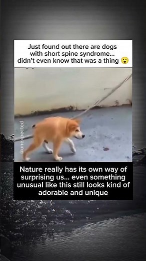 Did You Know? This Dog Has a Rare Short Spine Syndrome