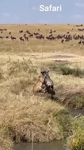 Wildebeest🐂 Vs Lion 🦁 The Survival Fight😳🔥. What an interesting sighting we have. 📸 - Amazing sighting by @harryson_bling_ Book your 2024 Wildebeest Migration by contacting us direct https://wildebeestsightings.com/enquire/ #thewildebeestsightings #wildebeestsightings #WildebeestMigration #SafariHoliday #wildebeestsightings #herdtracker #wildebeestmigration #wildebeest #greatmigration #tanzania #serengeti #MasaiMara #masaimaranationalpark #masaimaranationalreserve #tanzaniaparks #serengeti_