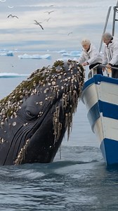 The giant black whale with millions of barnacles and parasitic moss on its body needs help #Whale #MarineConservation #OceanLife #WhaleRescue #SaveTheWhales | Deep Sea Discoveries