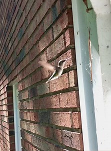 24K views · 1.3K reactions | Did you know that female Ruby-throated...