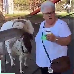 3.1M views · 28K reactions | You can't tell me that goats are from this planet after watching this...  | Tyla | Facebook