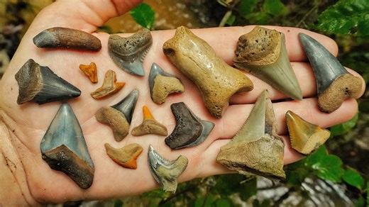 We found rare fossils while shark tooth hunting