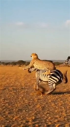 A lone eland faces a coordinated lion pride on the dry open plains under late afternoon sunlight. Lionesses move in from both flanks while the dominant male targets the shoulders. Dust rises as the eland struggles to break free. Captured in a single uninterrupted wide-angle shot with natural wildlife sound only. No music, no edits — pure documentary realism. | Alpha Animals