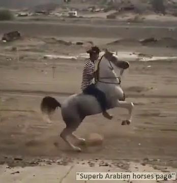 WooooW, Arabian horse extreme riding!!!!!