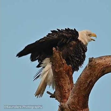 Bald Eagles - Preening