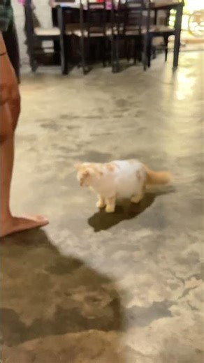 Sama kucing aja aku udh kalah 🤣 #music #cat #viral