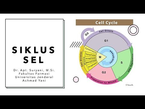 Siklus Sel - Interfase, Mitosis, Meiosis