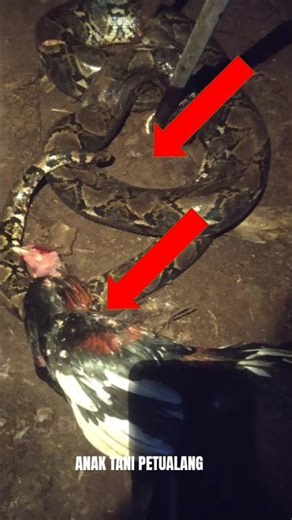 Giant Python Stalks a Chicken at Night! | Midnight Predator Hunt