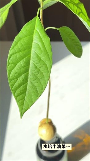 Hydroponic Avocado #HydroponicPlants #HydroponicAvocado #FlowersAndGreenPlants #TheJoyOfGardening