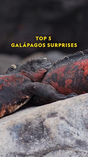 Special moments, stunning wildlife, and incredible surprises—it's time to show off just how amazing our world really is. #AmazingExpeditions with Liz Bonnin, a National Geographic YouTube Original, is now available on the Nat Geo YouTube channel: https://on.natgeo.com/3Y9AVGR | National Geographic TV