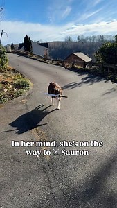7.8K views · 803 reactions | Just a girl and her sword on a quest for Middle Earth #ladypintobean #sworddog #australianshepherd #funnydog #mistymountainlegends | Misty Mountain Legends | Facebook