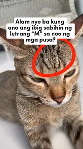 Alam nyo ba kung ano ang ibig sabihin ng letrang “M” sa noo ng mga pusa? #cat #catlovers #adsonreels #reelsvideo #trendingreels | Momshie Donna