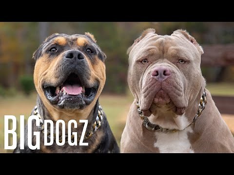 Buster & Chop - The 120lb Bullies With $15k Pups | BIG DOGZ