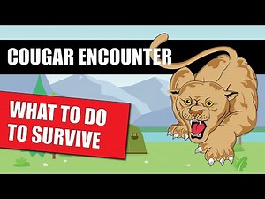 If A Cougar Stalks Me What Should I Do? [Best Survival Tips]