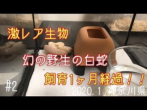 激レア希少生物 幻の野生の白蛇(アルビノアオダイショウ) #2 飼育1ヶ月経過