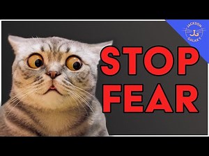 How to Stop Being Afraid of Cats