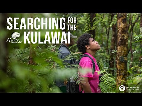 Bird Conservation in Fiji | Searching for the Kulawai
