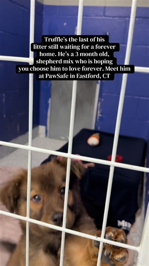 Meet Truffle: Adorable 3-Month-Old Shepherd Mix