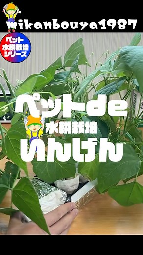 mikanbo-ya家庭菜園 on Instagram: "ペットボトルでつるなしインゲンを水耕栽培で育ててみました😆室内だけの栽培で11回の収穫、合計400gもとる事が出来ました〜‼️‼️豆の成長ってとても早くて2月にスタートしたのに種まきから45日で初収穫までする事が出来ました🥰2リットルのペットボトルとホームセンターなどに売っている育苗プラグトレーでほとんど費用もかからずに出来ちゃう❤️本当簡単だし、場所も取らないので絶対おすすめです😍これからの時期は室内に陽が入りにくくなるから外に出した方が良いかもしれません！ ご不明な点やご相談などお気軽にコメントくださいませ🙌 挑戦してみたい！という方は、 YouTube本編で【常識破り栽培】家の中でもインゲンは大量に収穫出来る！初心者でも簡単というタイトル で11月にアップロードしております‼️すごく細かく解説してますので是非こちらをご覧くださいませ‼️‼️ プロフィールからYouTubeリンクへ飛んで頂くか 『みかんぼうや1987』で検索してくださいね❤️ それでは皆様の家庭菜園ライフが充実したものになりますように❤️❤️❤️