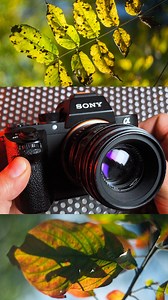 Helios Lens + Fotodiox M42 Adapter = Magic - - #helios #helios44_2 #bokeh #sonya7sii #fotodiox #fotodioxpro #manuallens #lensadapter #vintagelens #m42lens #lensflare #bokehlicious #helioslens #russianlens #sovietlens #naturephotograpy #autumnleaves #shallowdof | Fotodiox Inc. | Facebook