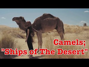 [Flora & Fauna] Camels; "Ships of The Desert"