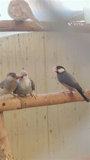 413 reactions · 26 shares | First time in my life I’m seeing this… A Java baby trying to pair with a Diamond Dove  : زندگی میں پہلی بار دیکھ رہا ہوں… جاوا کا بچہ ڈائمنڈ ڈَو سے پیئرنگ کر رہا ہے  #BirdsGoneWild #AviaryDrama #FunnyBirdMoment #DiamondDove #JavaSparrow #UnexpectedNature #BirdLovers #ahsaanelahi | Ahsaan Elahi | Facebook