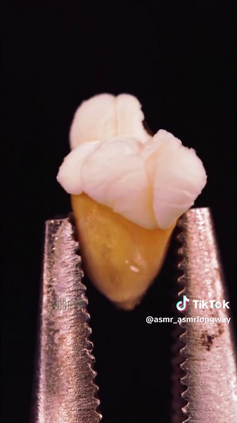 Mix 43 #asmr #macro #slowmotion #amazing #science #closeup #macrovideo