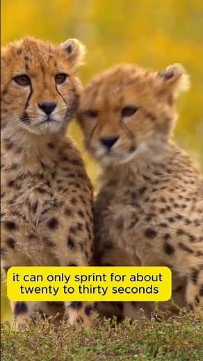 Why Are Cheetahs So Fast? Explained!
