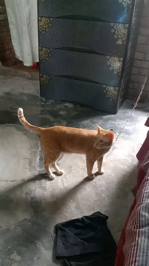 বিড়াল পালন করা জায়েজ আছে কি #viral #waz #shortvideos #unfrezzmyaccount #shorts #trending