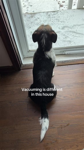 Funny Dogs Living the Good Life at Home