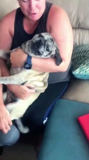 Screaming Pug Gets Her Nails Clipped