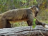 Monkeying around!: Capuchin can't seem to crack open food