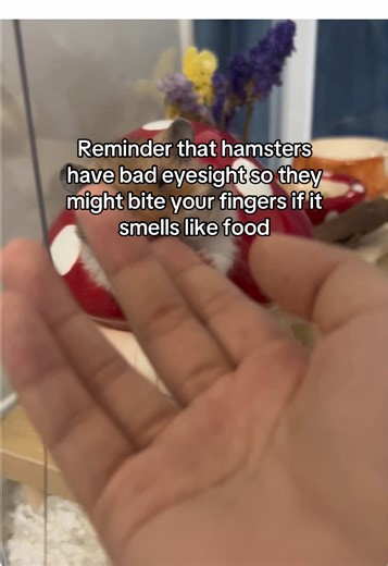 How to Prevent Hamster Bites and Build Trust