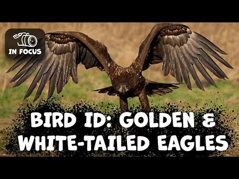 Identifying Golden Eagles, White-Tailed Eagles & Buzzards: A Complete Guide