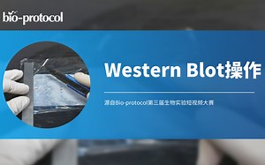 【短视频大赛】Western Blot操作