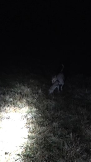 Lamping with Suki #huntinguk #rabbit #lamping #lampingrabbits #lurcher #lurchers #workingdog
