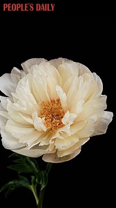 49K views · 1.2K reactions | Blooming peony flowers of the Coral Sunset variety go through stages and take on different colors over time, unveiling their breathtaking beauty in this time-lapse video. | People's Daily, China | Facebook