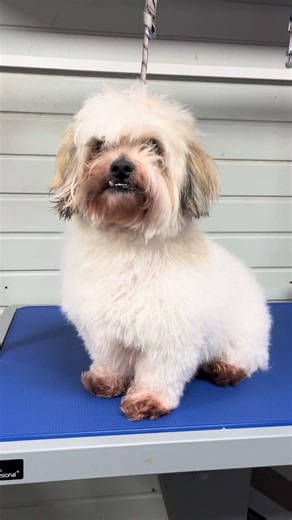 Transforming a Zuchon through Expert Dog Grooming