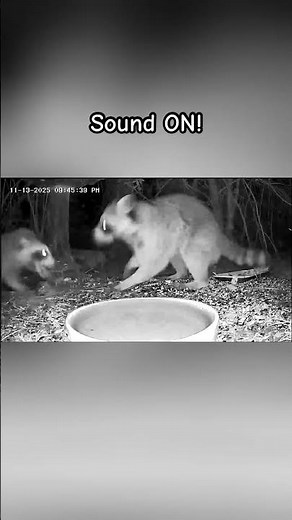 🦝 Caught On Camera: Raccoon Fight at The Critter Corner