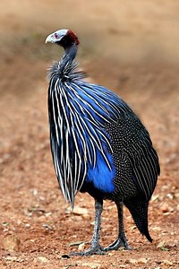 Vulturine guineafowl - Alchetron, The Free Social Encyclopedia