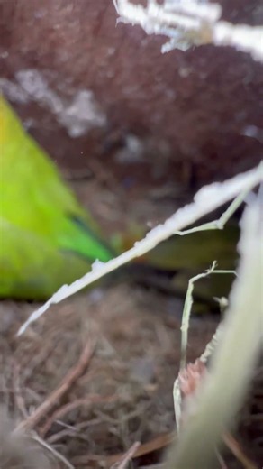 Beautiful Lovebird Collection 2026❤️🥰 #lovebirdsfarming #birds #lovebirds #birdingparadise