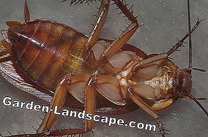 Care of the garden: Cockroaches in the apartment | 2025
