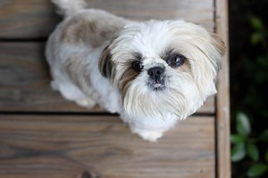 7 Shih Tzu Haircuts with Photos - Plus Hair Care Guide