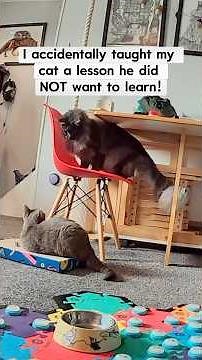 I accidentally taught my cat a lesson he didn’t want to learn 😅 #talkingbuttons