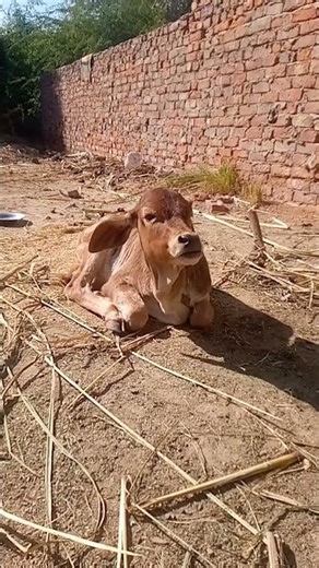 #child cow ogal walte hove