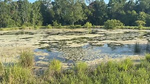 113K views · 7.2K reactions | The Blue Lagoon AKA the devils bath! | Ima Survivor Donkey and Farm Animal Sanctuary | Facebook