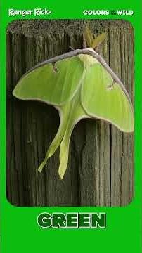 Colors of Wild Animals #animalsforkids #natureforkids #kidslearning #animalfacts