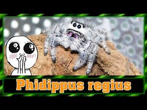 Phidippus regius "White Bahamas" - Terrarium einrichten | Springspinne