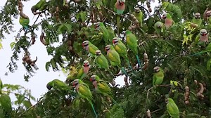 ⭕️ Save Help and Protect Endangered Parrots.. 🆆🅸🅻🅳 🅰🅽🅳 🅵🆁🅴🅴 🔴 The Red-Breasted Parakeet.. (Psittacula alexandri) Also known as: Moustached Parakeet, Banded Parakeet, Bearded Parakeet, Rose-breasted Parakeet, Pink-breasted Parakeet, Indian Red-breasted Parakeet (P.a. fasciata), Javan Parakeet (P.a. alexandri).. 🔴 Conservation status: (NT) Population status: Near Threatened Category (Near Threatened) in the IUCN Red List of Threatened Species.. Population trend: Decreasing 🔴 The Red-
