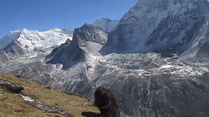1.3K views · 77 reactions | A Yak is peacefully grazing on a gray pasture with the majestic himalayan mountains towering in the background. #himalayas #yaks #mountainlife #peacefulmountains #travelnepal #HimalayanViews #wanderlust #naturelovers | Everest Base Camp Adventure | Facebook